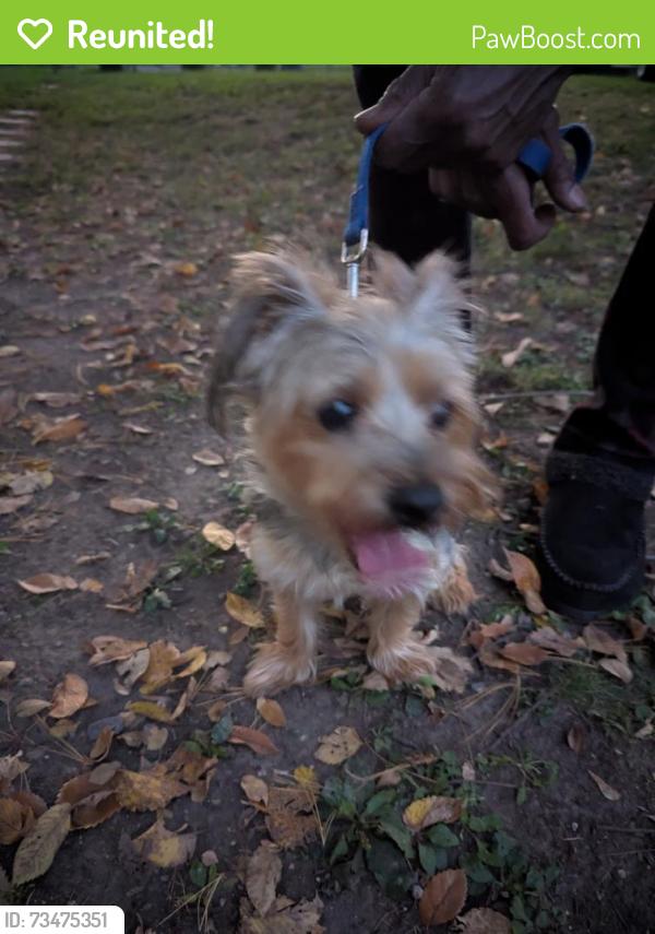 Reunited Male Dog last seen Olson memorial hwy and Newton Ave N, Minneapolis, MN 55411