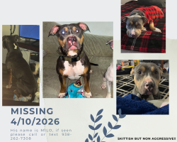 Lost Male Dog last seen Gregory Ave, Collinsville, AL 35961