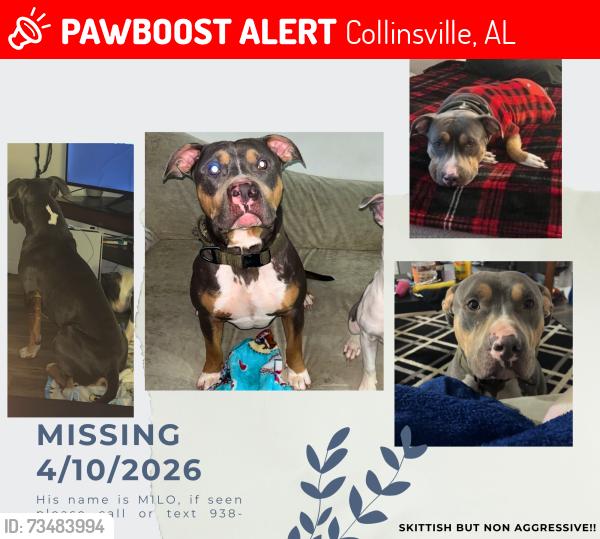 Lost Male Dog last seen Gregory Ave, Collinsville, AL 35961