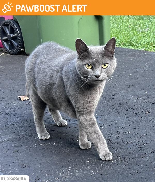 Found/Stray Unknown Cat last seen Rt 70 & Wesley Ave, Cherry Hill, NJ, Cherry Hill Township, NJ 08002