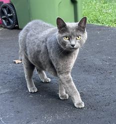 Found/Stray Unknown Cat last seen Rt 70 & Wesley Ave, Cherry Hill, NJ, Cherry Hill Township, NJ 08002