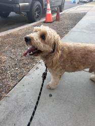 Found/Stray Male Dog last seen Near Cochran avenue, San Diego, CA 92154