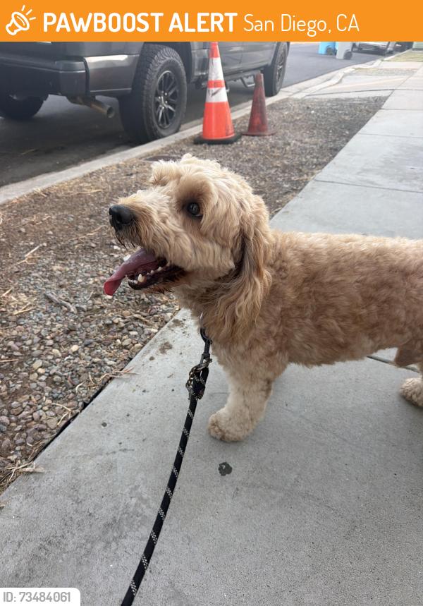 Found/Stray Male Dog last seen Near Cochran avenue, San Diego, CA 92154