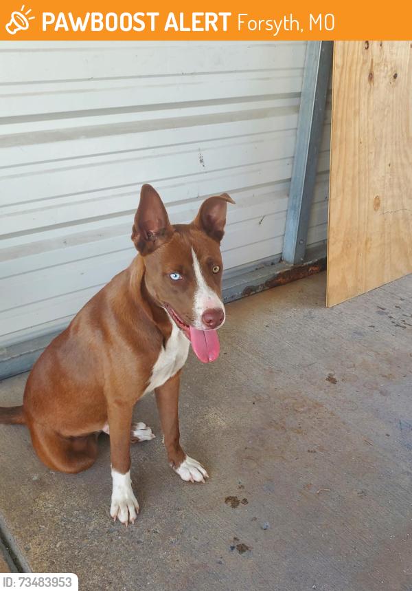 Found/Stray Male Dog last seen Forsyth Nursing and rehabilitation, Forsyth, MO 65653