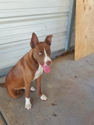 Found/Stray Male Dog last seen Forsyth Nursing and rehabilitation, Forsyth, MO 65653