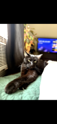 Lost Male Cat last seen He was last seen running towards the alley between Ardmore and Laura st in west Peoria, West Peoria, IL 61604