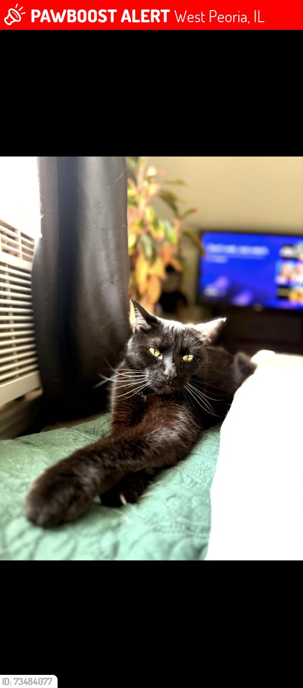 Lost Male Cat last seen He was last seen running towards the alley between Ardmore and Laura st in west Peoria, West Peoria, IL 61604