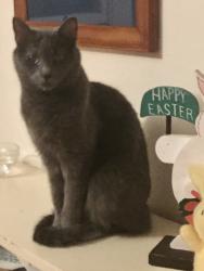 Reunited Female Cat last seen Sierra Street and Temecula, Fair Oaks, CA 95628