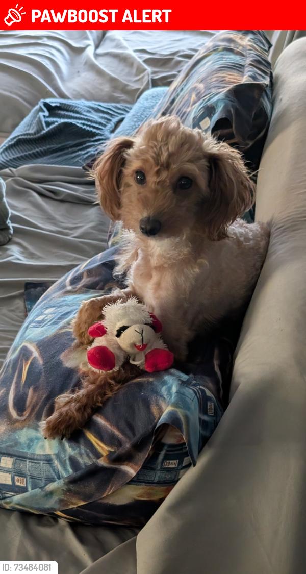 Lost Female Dog last seen Fieldmont, Greenville County, SC 29681