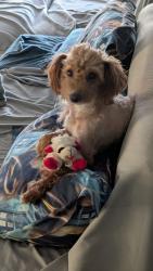 Lost Female Dog last seen Fieldmont, Greenville County, SC 29681