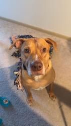 Reunited Male Dog last seen Goose Lake State Wildlife Area, Deerfield, WI 53559