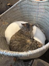 Reunited Female Cat last seen Near sw Pendleton way, Port Orchard, WA 98367