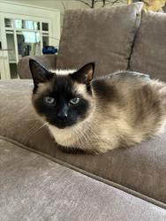 Lost Male Cat last seen NE Sandy Blvd. and NE Multnomah St., Portland, OR 97232