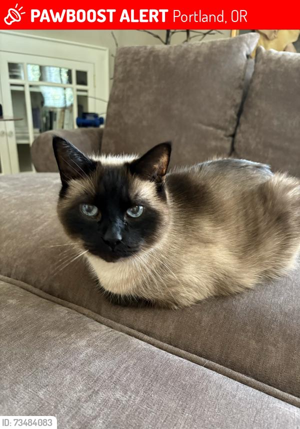 Lost Male Cat last seen NE Sandy Blvd. and NE Multnomah St., Portland, OR 97232