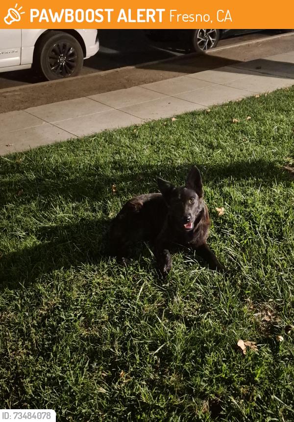 Found/Stray Female Dog last seen Poplar and Bremer, Fresno, CA 93728