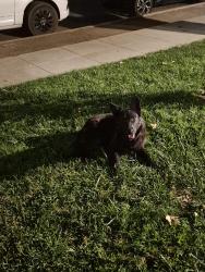 Found/Stray Female Dog last seen Poplar and Bremer, Fresno, CA 93728