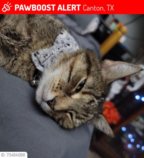 Lost Male Cat last seen Vz cr 2502 and vz cr 2503, Canton, TX 75103