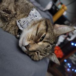 Lost Male Cat last seen Vz cr 2502 and vz cr 2503, Canton, TX 75103