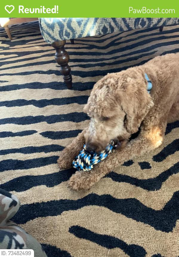 Reunited Male Dog last seen Candler, Burleson, TX 76028