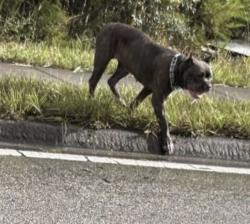 Reunited Female Dog last seen Maximilian Ave & Angler St, Spring Hill, FL 34609