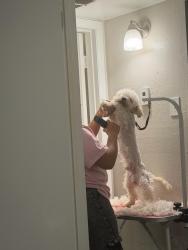 Lost Male Dog last seen Rochell, Irving, TX 75062