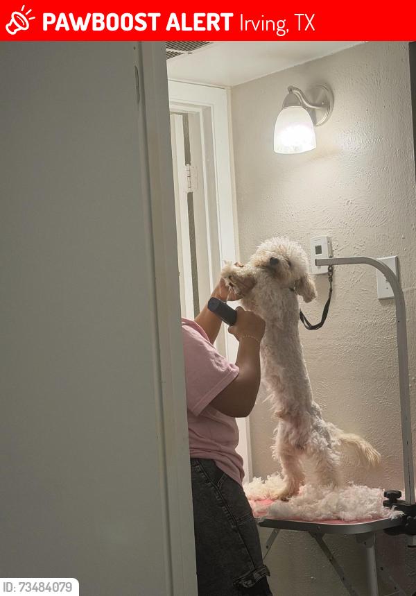 Lost Male Dog last seen Rochell, Irving, TX 75062