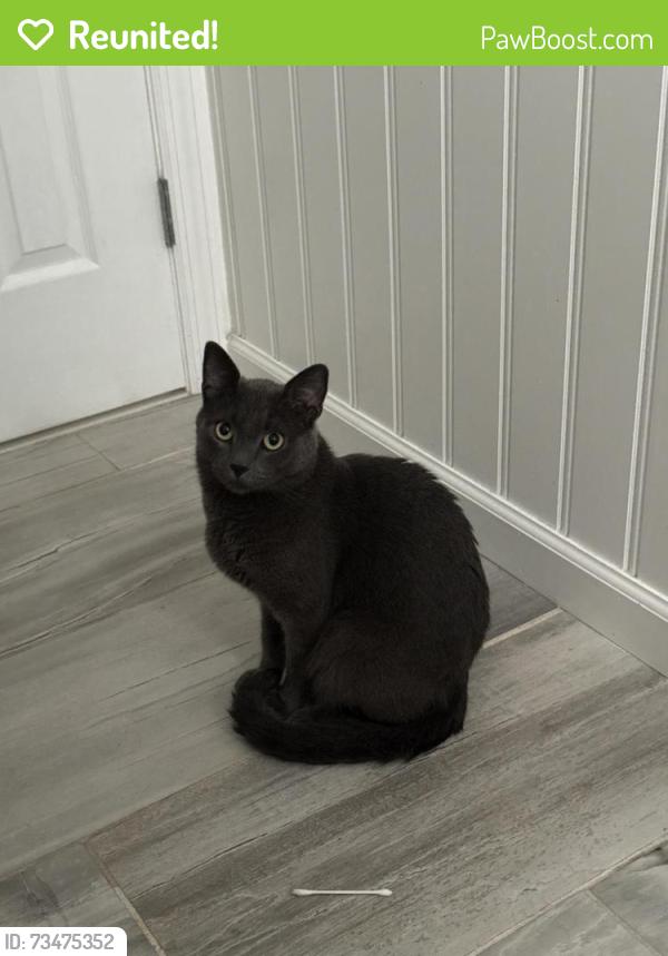 Reunited Male Cat last seen Commack Road, Brentwood, NY 11717