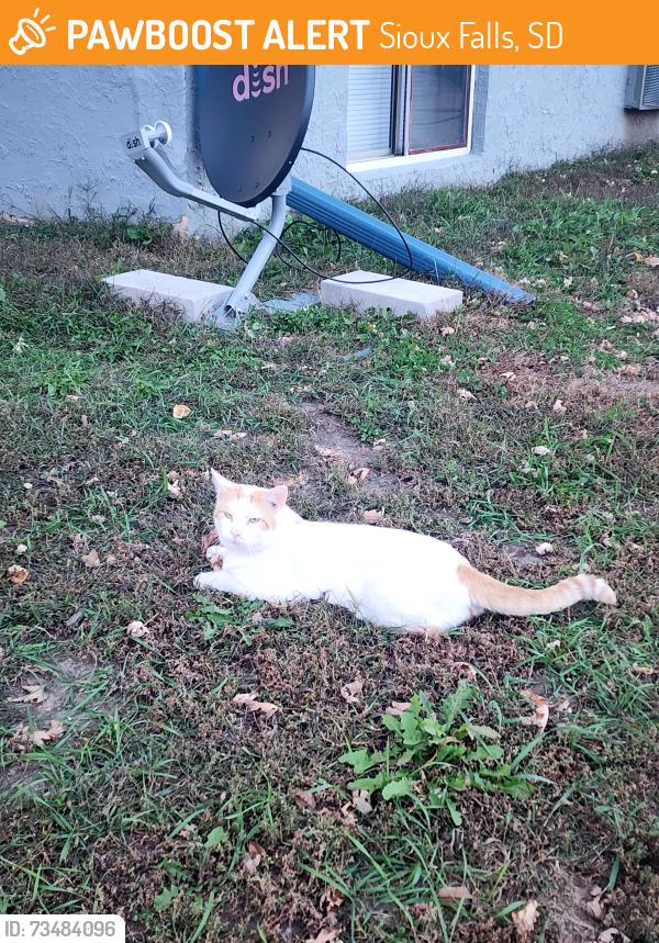 Found/Stray Male Cat last seen Minnesota 43rd, Sioux Falls, SD 57105