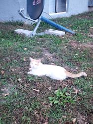 Found/Stray Male Cat last seen Minnesota 43rd, Sioux Falls, SD 57105