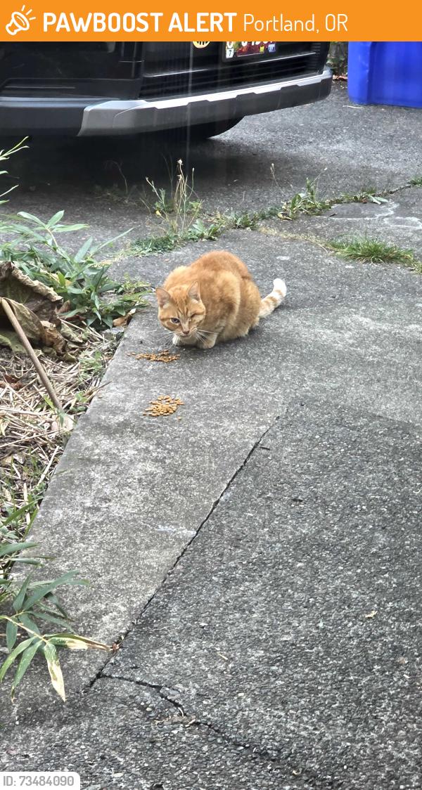 Found/Stray Unknown Cat last seen SE 86th and SE Pardee, Portland, OR 97206