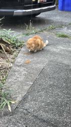 Found/Stray Unknown Cat last seen SE 86th and SE Pardee, Portland, OR 97206