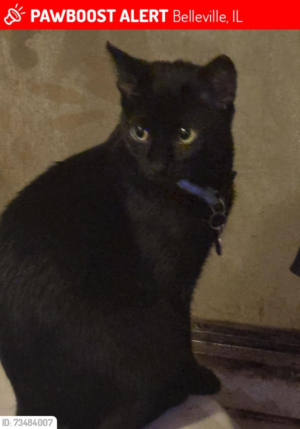 Lost Female Cat last seen Birch Dr, Warren Dr, Jonathan Lee Dr. Dutch Hollow Supplies storage units across the street., Belleville, IL 62223