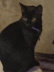 Lost Female Cat last seen Birch Dr, Warren Dr, Jonathan Lee Dr. Dutch Hollow Supplies storage units across the street., Belleville, IL 62223