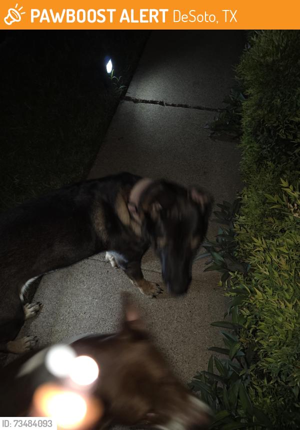 Found/Stray Female Dog last seen Faye Street, DeSoto, TX 75115
