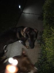 Found/Stray Female Dog last seen Faye Street, DeSoto, TX 75115