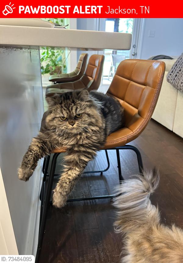 Lost Male Cat last seen “Palmer’s Woods” between Old Humboldt Road & North Highland Avenue, Jackson, TN 38305