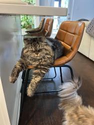 Lost Male Cat last seen “Palmer’s Woods” between Old Humboldt Road & North Highland Avenue, Jackson, TN 38305