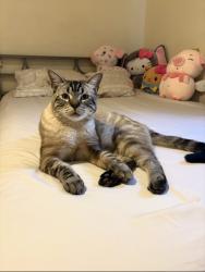Reunited Male Cat last seen 170th and S Berendo Ave, Gardena, CA 90247