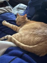 Lost Male Cat last seen Green Valley Road, Cibolo, TX 78108