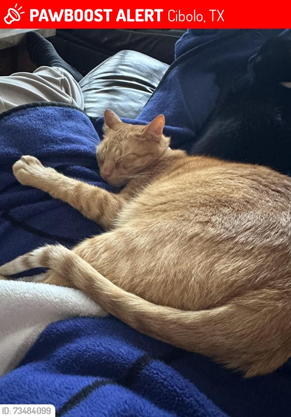 Lost Male Cat last seen Green Valley Road, Cibolo, TX 78108