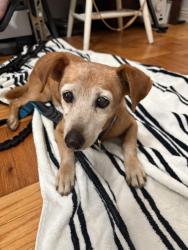 Found/Stray Female Dog last seen Brand park, Glendale, CA 91207