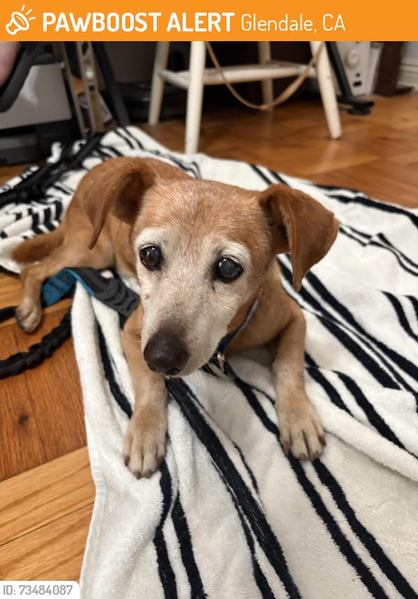 Found/Stray Female Dog last seen Brand park, Glendale, CA 91207