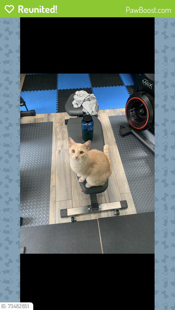 Reunited Female Cat last seen Cedarwood and greenwood, Schertz, TX 78154
