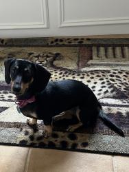 Reunited Female Dog last seen Memorial and Benson Jimmy Johns, Edmond, OK 73013