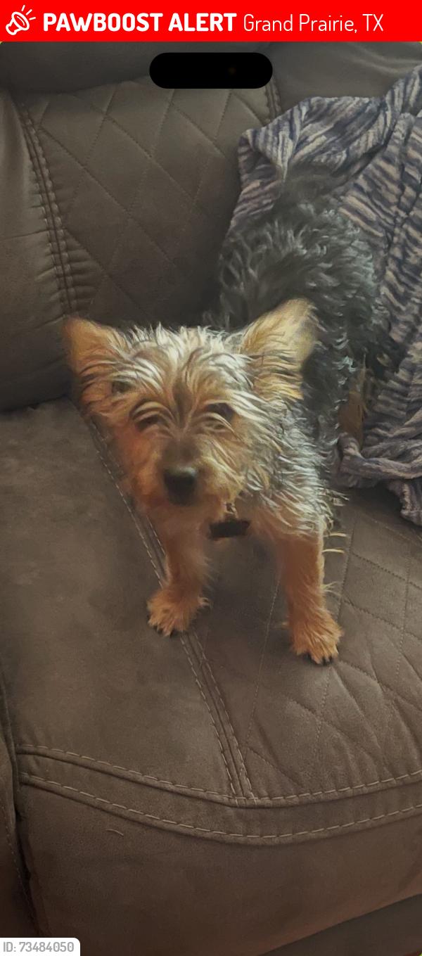Lost Male Dog last seen Belt line and Holly Hill Dr, Grand Prairie, TX 75052