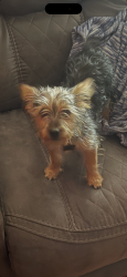 Lost Male Dog last seen Belt line and Holly Hill Dr, Grand Prairie, TX 75052