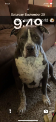 Reunited Male Dog last seen Morris and candeleria, Albuquerque, NM 87111