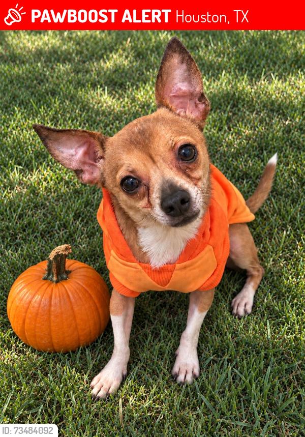 Lost Male Dog last seen Kirkwood and Glenwolde Dr, Houston, TX 77099