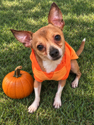 Lost Male Dog last seen Kirkwood and Glenwolde Dr, Houston, TX 77099