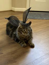 Lost Male Cat last seen Sienna crossing elementary, Missouri City, TX 77459
